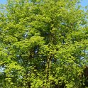 Acer saccharinum
